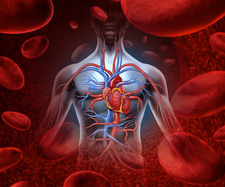 Heart & Circulatory Health