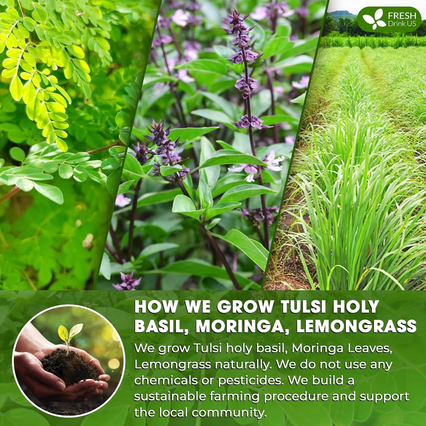 Premium Tulsi Moringa Lemongrass Tea Bags, 100% Natural & Pure from Tulsi Holy Basil Leaves, Moringa & Lemongrass.
