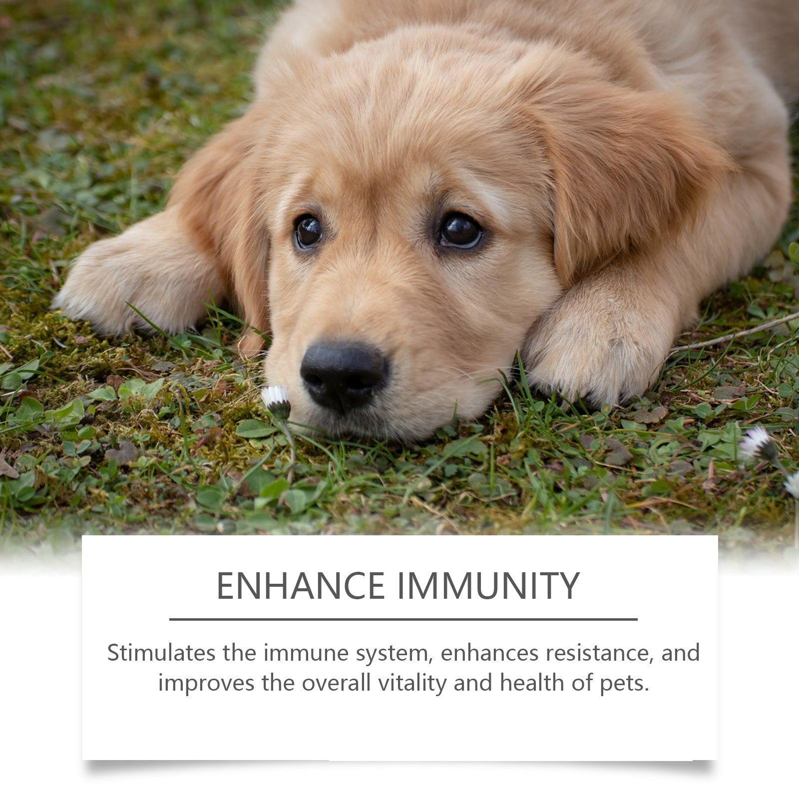 Food Supplement For Dogs, Immune-Boosting Healthy Dietary Supplement For Dogs